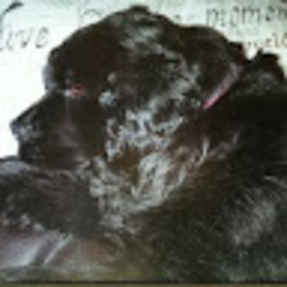 Meet your Posher, Pam